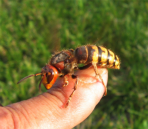 Deși viespii lasă mai puțină otravă în rană decât o albină obișnuită, ei sunt capabili să înțepe de multe ori.