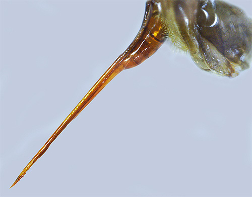 Στο τέλος του τσιμπήματος της μέλισσας διακρίνονται μικρές εγκοπές, λόγω των οποίων το έντομο δεν μπορεί να το βγάλει από το ανθρώπινο δέρμα.