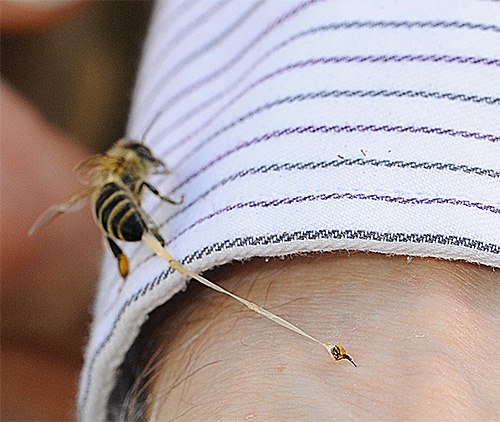Bir eşekarısı aksine, bir arı sokması iç organlarının bir kısmı ile birlikte çıkar.