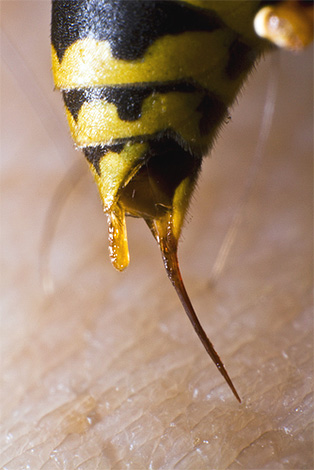Το hornet είναι σε θέση να ελέγχει τη συστολή των μυών, οδηγώντας στην απελευθέρωση δηλητηρίου από το τσίμπημα.