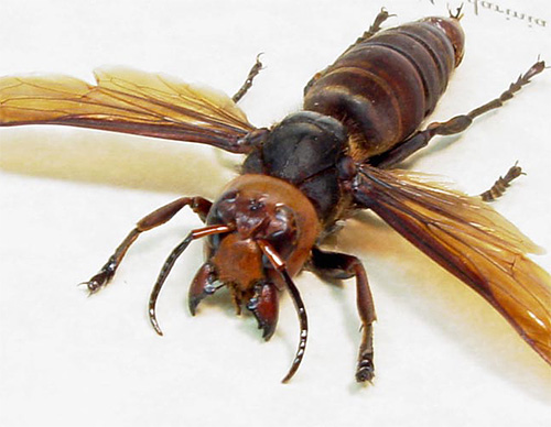 Hornetul folosește o înțepătură doar în cazuri extreme, dar practic se descurcă cu fălci puternice.