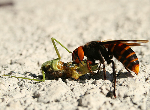 턱으로 말벌은 침을 사용하지 않고도 다른 곤충을 죽일 수 있습니다.