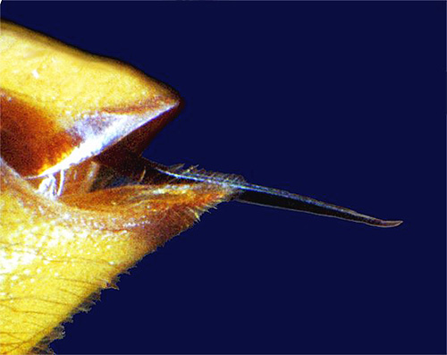 Fotografia arată o înțepătură de viespin la microscop
