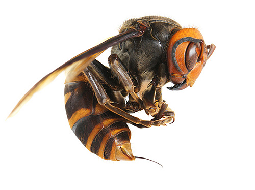 De gigantische Aziatische hoornaar heeft een angel die tot 8 mm lang kan zijn.