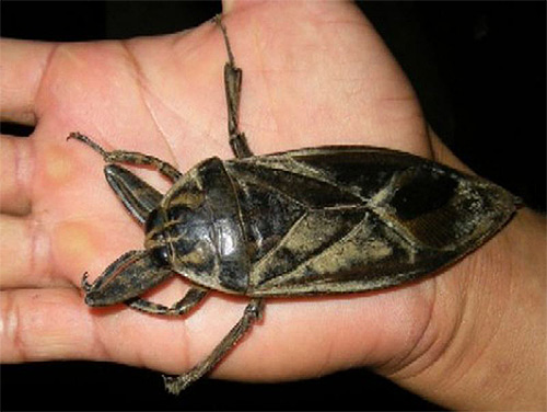 Bed bug Giant belostomy