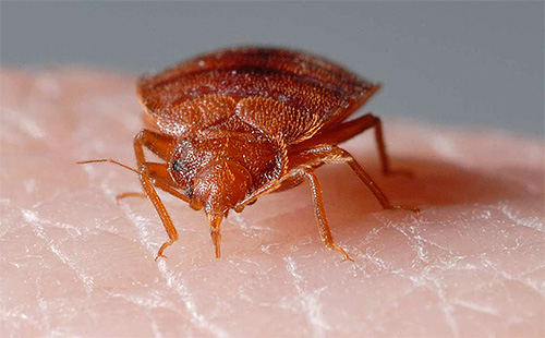 Under bettet injicerar insekten ett speciellt enzym i huden som förhindrar att blodet koagulerar snabbt.