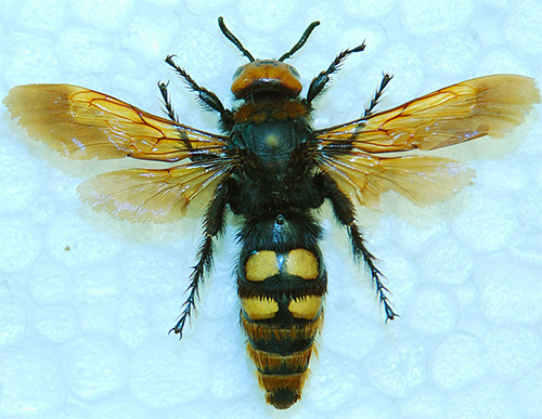 Scolia are o talie de viespe și un corp destul de grațios