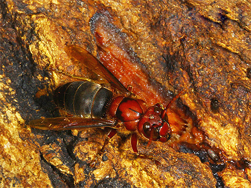 Zwarte hoornaar op de bast van een boom