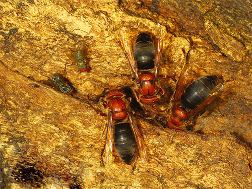검은 말벌은 둥지 기생충입니다. 암컷이 외국 식민지에 들어가서 실제로 포획합니다.