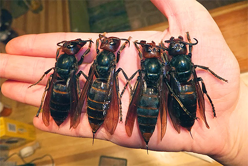 Datorită unei otrăvuri speciale, femelele viespi negre sunt capabile să omoare femelele de viespi obișnuiți.