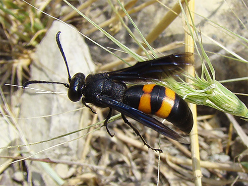 Scolia-beten zijn lang niet zo gevaarlijk voor mensen als de beten van een zwarte hoornaar die erop lijkt.
