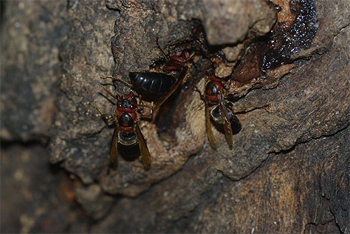 검은 말벌과의 만남은 유럽인에게는 매우 드물지만 곤충은 아시아에서 널리 퍼져 있습니다.