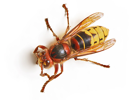 Fotografia arată un hornet obișnuit