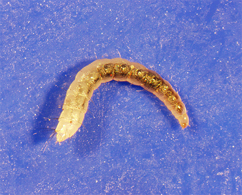 pire larvası