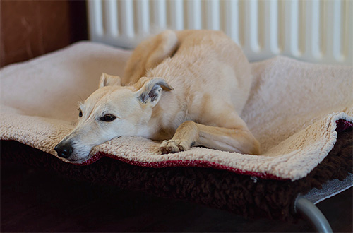 Husdjurets säng är en av de första platserna att leta efter när man hanterar loppor i huset.