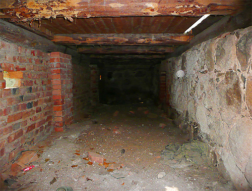 Di pangsapuri di tingkat pertama, kutu dari ruang bawah tanah sering muncul.