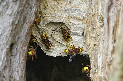Als de hoornaars hun nest in een boom hebben gevestigd, is het soms best moeilijk om ze kwijt te raken.