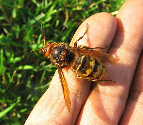 Se decidi di fumare insetti fuori dal nido, prendi tutte le precauzioni: i calabroni arrabbiati o le vespe possono attaccare.