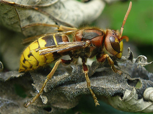 Individuele wespen en horzels kunnen worden vernietigd met vallen