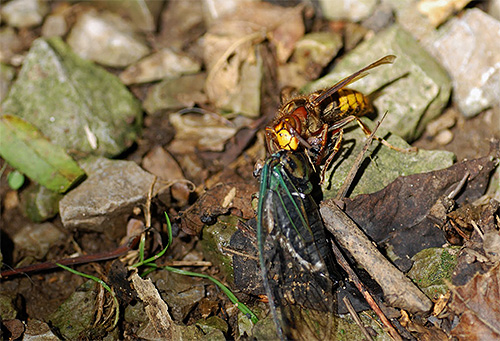 I calabroni, come le vespe, si nutrono di altri insetti, il che significa che aiutano il residente estivo a sbarazzarsi di vari parassiti del giardino.