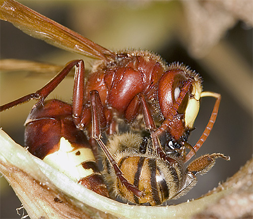 Apiary hornet menimbulkan ancaman yang sangat serius