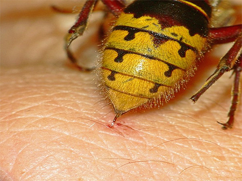 Una vespa o un calabrone possono pungere se si sentono minacciati.