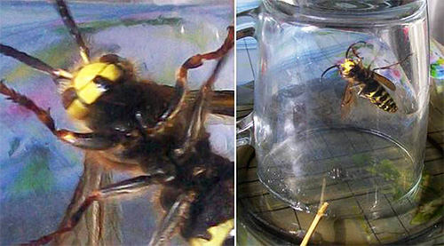O insectă care zboară prin bucătărie poate fi prinsă folosind un borcan de sticlă obișnuit