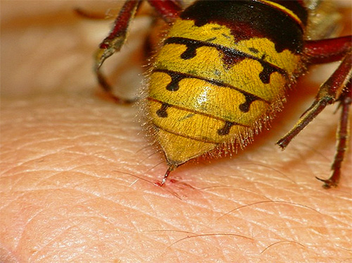 Deși înțepăturile de viespe sunt destul de periculoase, cu primul ajutor adecvat, consecințele grave pot fi aproape întotdeauna evitate.