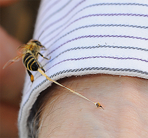 ต่อยจากผึ้ง ตัวต่อ และแตนอาจทำให้เกิดอาการแพ้อย่างรวดเร็วและรุนแรง