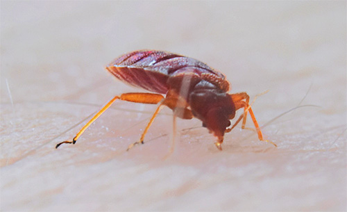 Bett av blodsugande parasiter kan också leda till allvarliga konsekvenser, särskilt för allergiker.