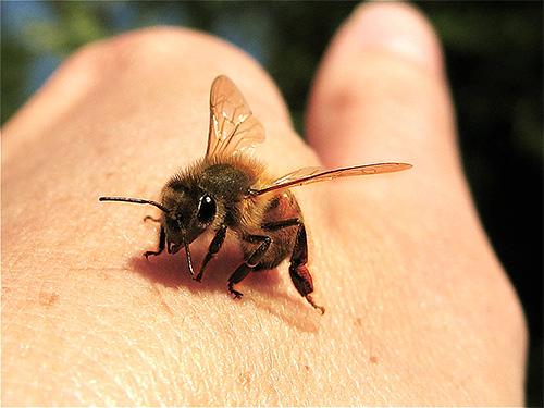 Při bodání včel musíte nejprve vyjmout žihadlo z rány.