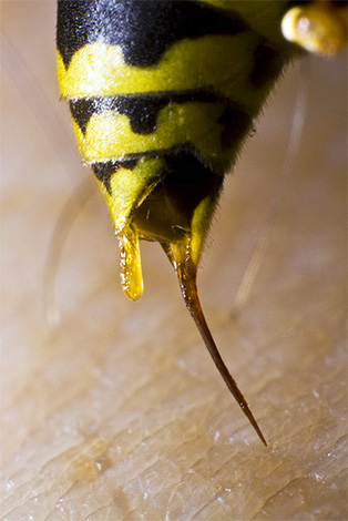 Σε αντίθεση με τις μέλισσες, οι σφήκες μπορούν να τσιμπήσουν πολλές φορές.