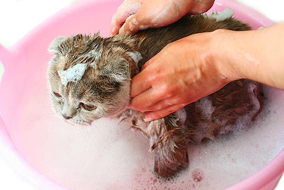 Uno shampoo insetticida aiuterà a distruggere le pulci già presenti sull'animale