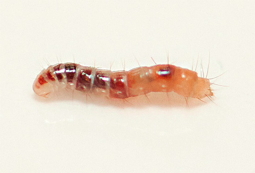 Fotografija prikazuje larvu buhe izbliza.