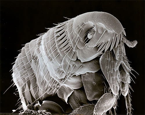 Fotografia unui purice la microscop electronic