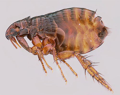 Le zampe posteriori della pulce sono piuttosto lunghe e ben sviluppate, il che consente a questo piccolo insetto di saltare perfettamente.