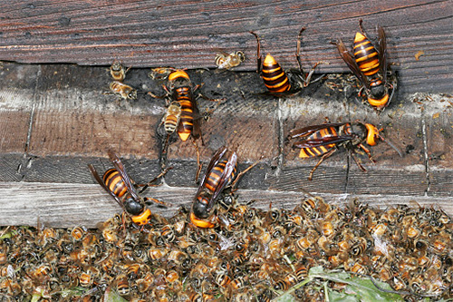 Asiatiska bålgetingar förstör lätt hela familjer av europeiska honungsbin