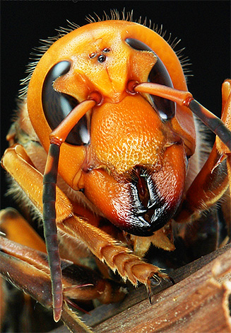 På bilden kan du tydligt se ytterligare tre ögon på huvudet av en insekt.