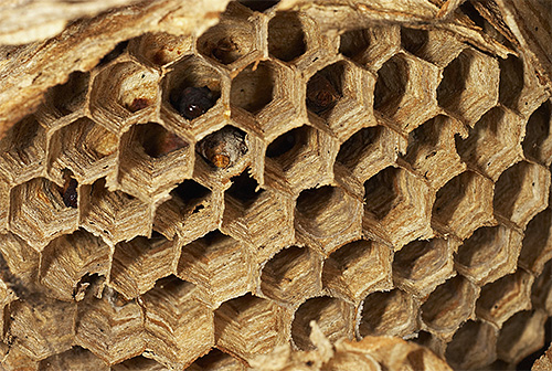 Jätte asiatiska bålgetingar bygger sina bon av tuggade bitar av trädbark.