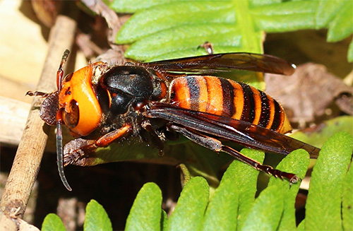 De oranje en zwarte kleuren van de gigantische Aziatische hoornaar waarschuwen voor het gevaar voor anderen.