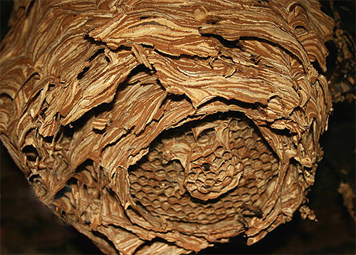 Sršni si hnízdo obvykle staví z rozžvýkané kůry stromů.