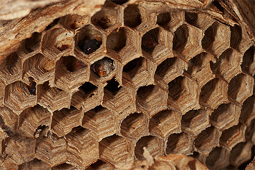 Eşek arılarının petek yuvası