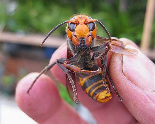 La foto mostra uno dei calabroni più grandi e pericolosi: il gigante asiatico