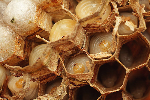توجد يرقات الدبور في أقراص العسل حيث تجلب الحشرات البالغة الطعام لها.