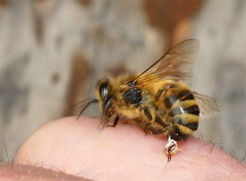 Racun lebah sangat berbahaya, walaupun ia dianggap kurang toksik daripada racun lebah.