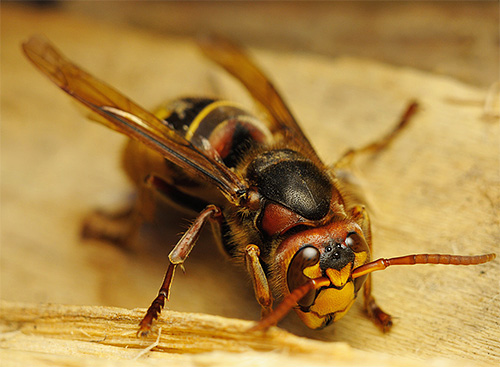 Στη φωτογραφία μπορείτε να δείτε αναλυτικά την εμφάνιση του hornet, ακόμα και 3 επιπλέον μάτια στο κεφάλι του
