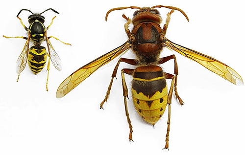 Hornetler görünüşte eşekarısı ile benzer görünse de, onlardan boyut olarak önemli ölçüde farklıdırlar.