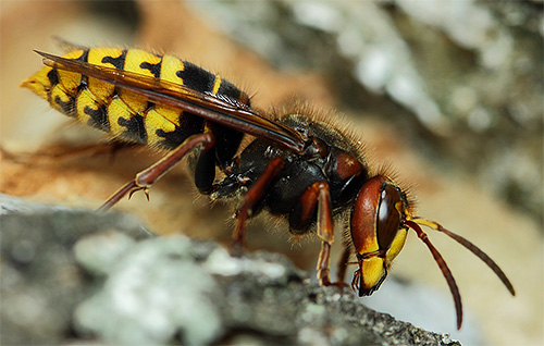 Hornetul, ca și viespa, se caracterizează printr-o punte îngustă între piept și abdomen.