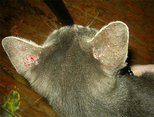 De foto toont krassen op de oren van een kat, als gevolg van luizenbeten.