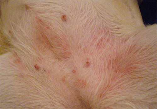 Dergelijke huidirritaties kunnen wijzen op de aanwezigheid van een groot aantal parasieten in de vacht van het huisdier.